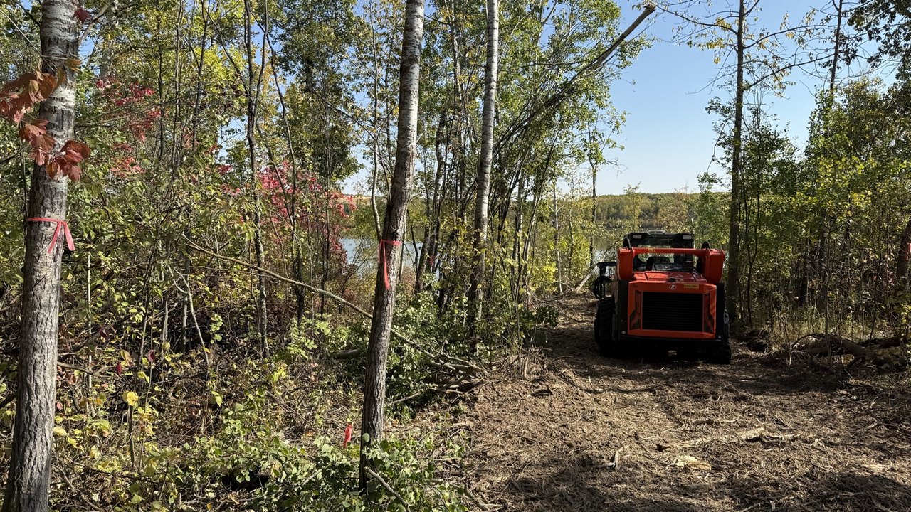 Selective clearing with ribbon-marked trees