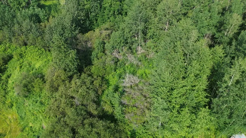 Aerial view of dense vegetation before forestry mulching